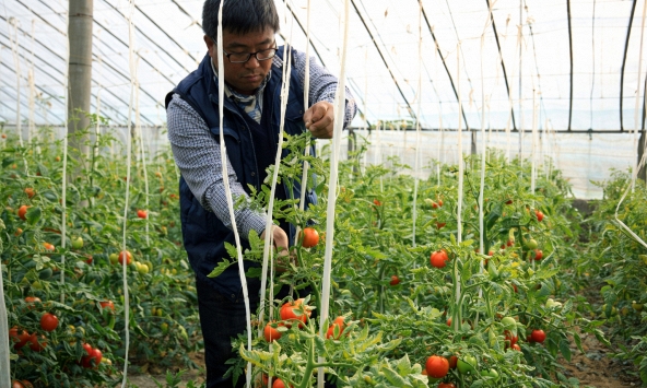 Phát hiện 1 nhân viên ngân hàng bỏ việc lương cao về quê trồng rau, chỉ 1 năm đã thành triệu phú