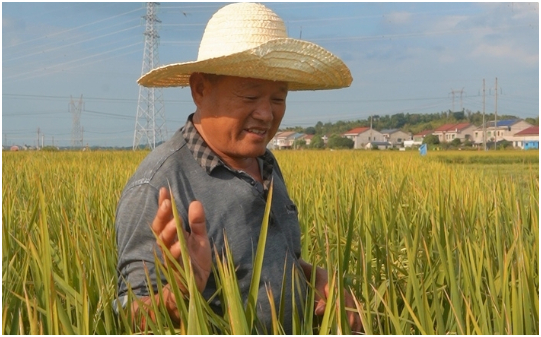 Lão nông 57 tuổi nhận 2 tỷ tiền thưởng Tết từ công ty nông nghiệp: Hé lộ cơ chế nhận tiền 