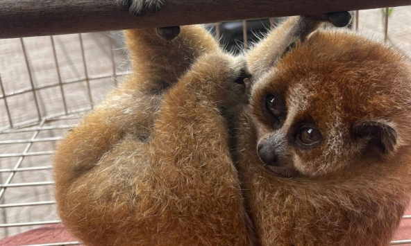 Nghe tiếng động lạ trong vườn, người dân phát hiện loài vật quý hiếm nặng 300g, thuộc sách đỏ Việt Nam