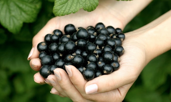 Loại quả nhỏ bé được vinh danh “Hương vị của năm 2026”: Giàu vitamin C vượt trội, tốt cho tim mạch và miễn dịch