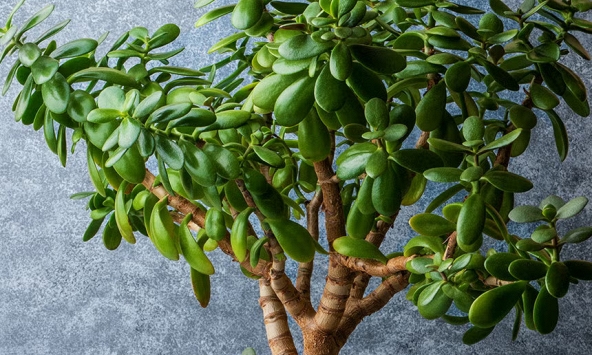 5 loại cây chiêu tài được người giàu đặc biệt thích, 10 nhà thì 9 nhà đều trồng, mang lại sự thịnh vượng cho cả gia đình