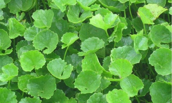 Ra chợ gặp rau này nên mua luôn, rẻ tiền mà chống rụng tóc “thần sầu”, giúp tóc con mọc lên tua tủa