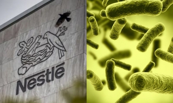  Vì sao chỉ một loại vi khuẩn lại khiến 'ông lớn' ngành sữa Nestlé phải thu hồi hàng loạt sản phẩm?