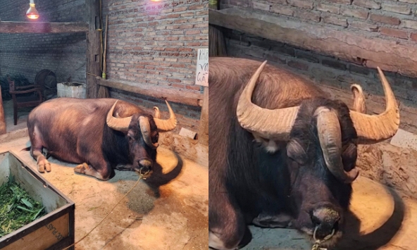 Chú trâu ở Tuyên Quang có 3 sừng kỳ lạ, trả giá 1,3 tỷ chủ nhất quyết không bán: Dòng chữ trên tấm biển khiến không ai dám lại gần
