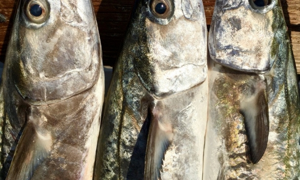 5 loại cá tích tụ thủy ngân nhiều bậc nhất