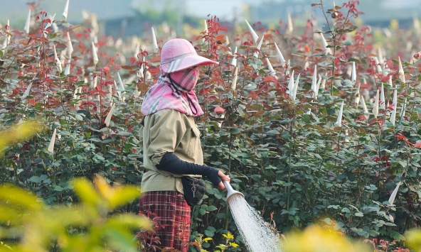 Làng hoa Mê Linh tất bật trước mùa tiêu thụ lớn nhất trong năm