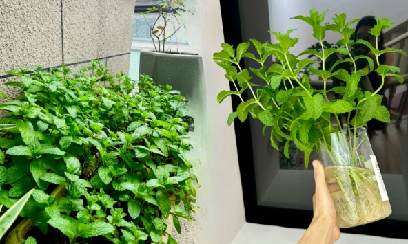 Trồng bạc hà thủy sinh: 'Phép màu' 10 ngày từ một cốc nước lọc, tay mơ cũng có ngay khu vườn nhỏ xinh giúp thanh tẩy uế khí trong nhà