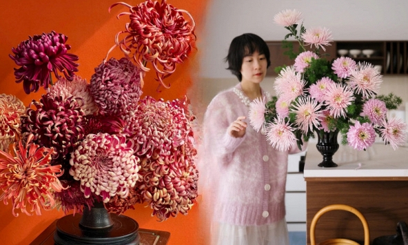 Đừng mải mê lan hồ điệp, cúc 'khổng lồ' mới là chân ái: Bí kíp chăm cúc nở bừng, đẹp quên lối về Tết này