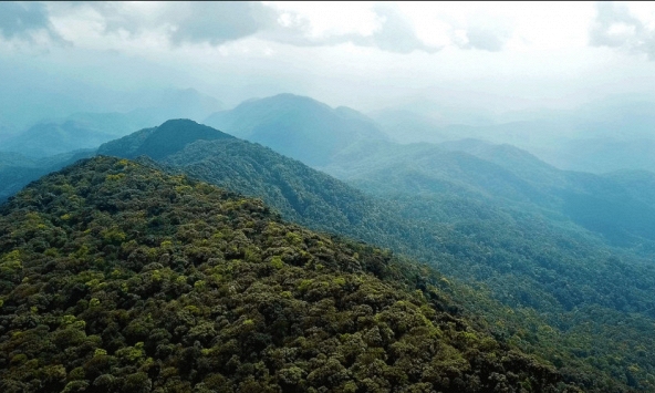Loài cực quý có giá trị cao vừa được phát hiện ở Việt Nam ở độ cao 1650m, khiến giới khoa học vui mừng