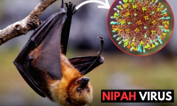 Virus Nipah bùng phát tại Ấn Độ, các nước láng giềng đồng loạt nâng mức cảnh giác: Cảnh báo loại virus chết người, không có cách chữa khỏi