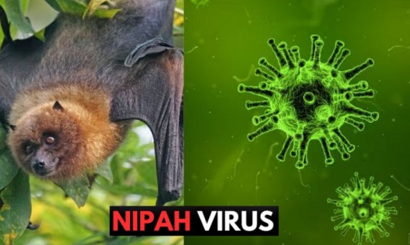 Bệnh do virus Nipah đang bùng phát tại trở lại, tỷ lệ tử vong trên 40%, Bộ Y tế khuyến cáo người dân thực hiện 5 biện pháp phòng bệnh