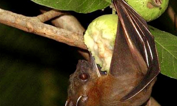 Bộ Y tế cảnh báo: Không ăn trái cây bị dơi, chim cắn phòng virus Nipah