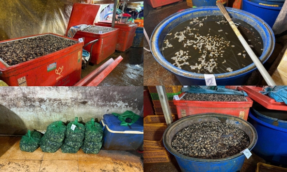 Rùng mình cận cảnh “lò” ngâm 3.000 tấn thịt ốc bươu bằng 500 tấn hóa chất sản xuất xi măng ở TP.HCM