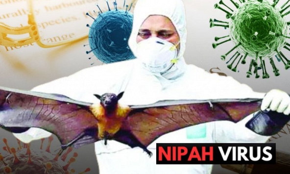 Virus Nipah có khả năng trở thành đại dịch không? Chuyên gia nhận định đường lây và khả năng xuất hiện tại Việt Nam