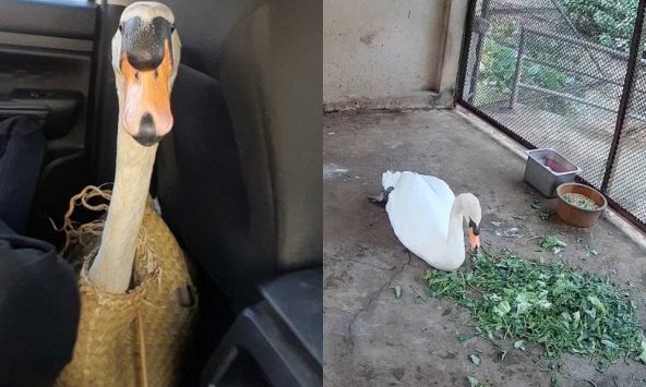 Cập nhật tình hình mới nhất của Dương - nạn nhân vụ 'bắt cóc' thiên nga trắng tại Thảo Cầm Viên Sài Gòn