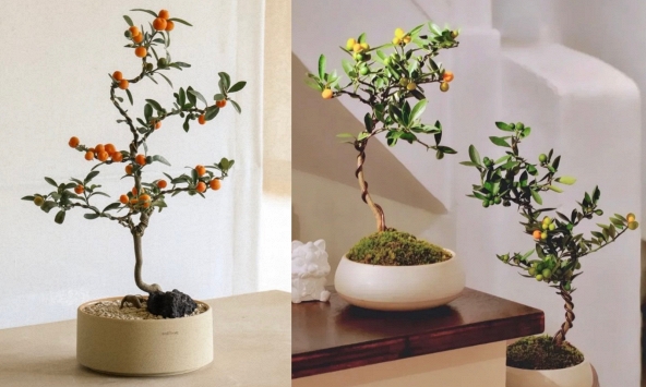 Trend chơi quất dành cho nhà nhỏ - hội chị em nhất định phải update để đón Tết