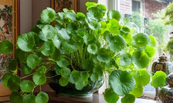 Không phải kim tiền, đây mới là 4 loại cây mà người giàu thích mê: Càng trồng càng may mắn, đẹp sang hơn cả hoa