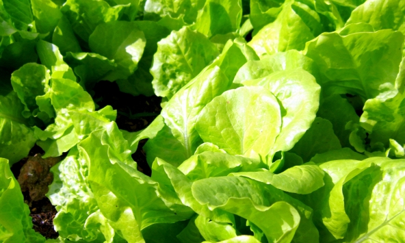 Mỹ đánh giá đây là loại rau “tốt nhất thế giới”, người Việt ăn suốt mà không biết