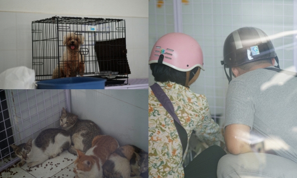 Cảnh tượng không tưởng ở Công an phường Tân Hưng: Người dân liên tục tìm đến nhận diện chó mèo bị mất, chuyện gì vậy?