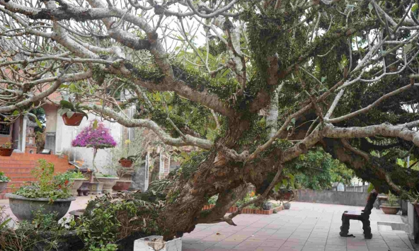 4 loại cây là nam châm hút lộc, trồng vào đầu năm vừa đẹp sang, vừa thêm may mắn