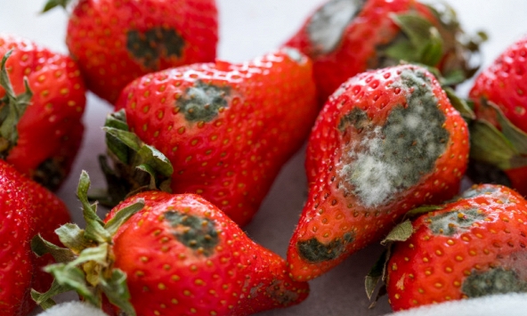 Năm nào cũng nhắc nhưng vẫn có nhà quên: Bỏ ngay ý định cúng loại quả này ngày Táo quân nếu muốn năm mới hanh thông, bớt chông gai