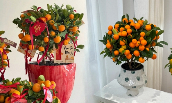 Vị trí 'đại kỵ' khi đặt cây quất, cành đào ngày Tết khiến tài lộc đội nón ra đi, gia chủ nghèo đi trông thấy mà không hiểu lý do