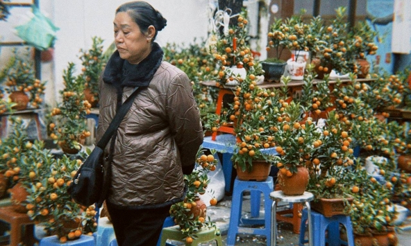 Chợ hoa cổ nhất Hà Nội ngày 23 tháng Chạp: Quất chum, quất mini 'chiếm sóng', đào khủng vắng bóng, người xem nhiều hơn người mua