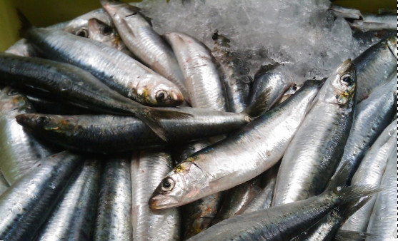 Đột quỵ rất “sợ” loại cá này, người Việt đang ăn rất nhiều mà chưa hề nhận ra