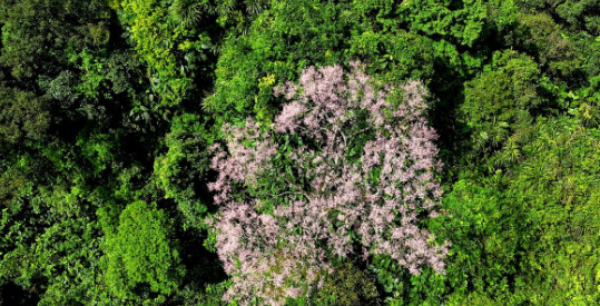 Phát hiện loài cây 'vương giả chi hoa' với số lượng lớn ở 1 nơi rất hoang sơ hiểm trở, người dân truyền tai là 'đất của phượng hoàng'