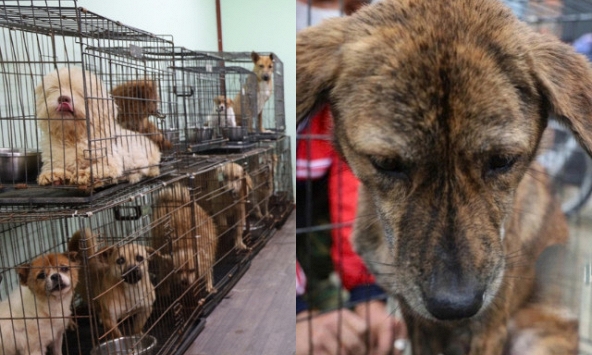 Chó mèo bị chủ vứt bỏ gần Tết, gặp nạn và bị bạo hành tăng đột biến: Các trạm 'cầu cứu'