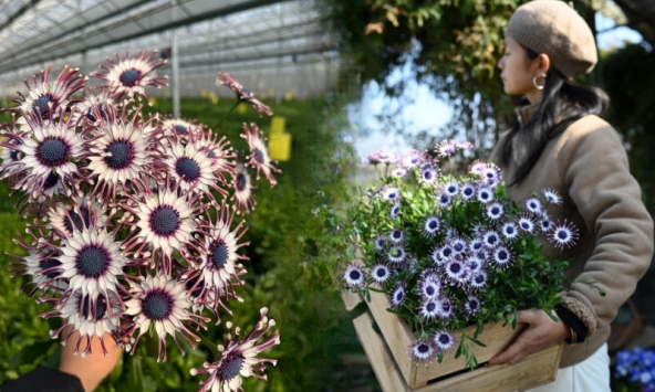 Bị chê giống... hình virus khiến nhiều người e dè chưng Tết, nhưng loài cúc 'người ngoài hành tinh' này lại giấu một bí mật chữa lành kinh ngạc