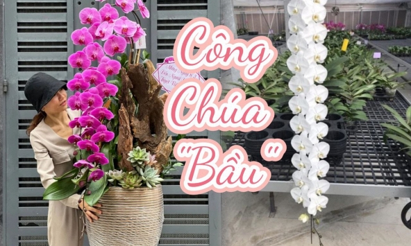 Tự nhiên Tết năm nay, người ta lại thi nhau mua một loại hoa có cái tên cực mỹ miều đi biếu tặng, vừa có gu vừa tinh tế