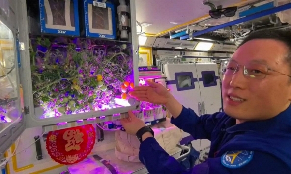 Trung Quốc lại khiến thế giới sửng sốt chỉ nhờ 'khoe' cây cà chua sai trái: Công nghệ của họ đã đi quá xa