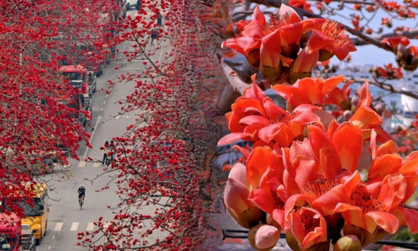 Vì sao hoa gạo thắp lửa đỏ rực cả góc trời nhưng người xưa dặn tuyệt đối không trồng sát nhà hay cắm làm cảnh?