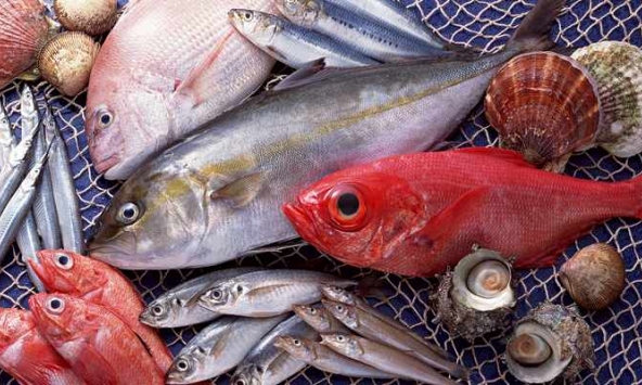 Cảnh báo: 5 loại cá có nguy cơ nhiễm kim loại nặng cao, ăn nhiều có thể hại sức khỏe