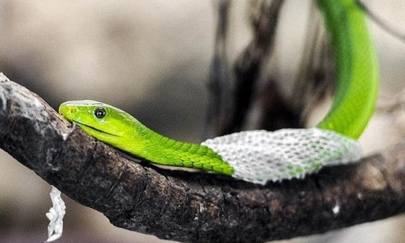 5 dấu hiệu có rắn trong nhà, số 1 gây 'lạnh sống lưng' 