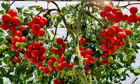 Loại quả là 'tường lửa chống 6 loại ung thư': Thủ phủ Lâm Đồng trồng nhiều nhất cả nước, giá rẻ quanh năm, chợ nào cũng có