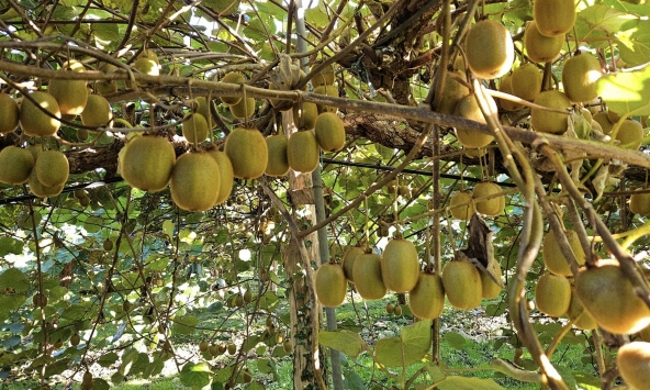 Ung thư rất “sợ” 6 loại quả này, dễ kiếm ở Việt Nam nhưng chưa phải ai cũng biết tận dụng