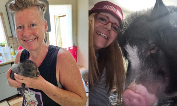 Cú lừa thế kỷ: Có lẽ không có khái niệm gọi là 'lợn mini' và những người nuôi nhận ra điều này quá trễ