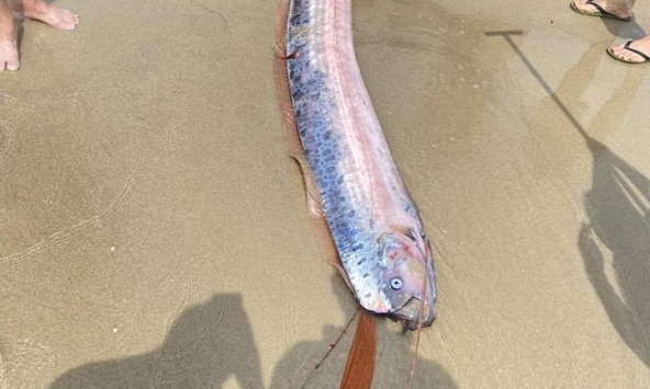 Sinh vật dài như dải lụa, toàn thân màu bạc bất ngờ dạt vào bờ biển Mỹ Khê, dân mạng tranh cãi không ngớt