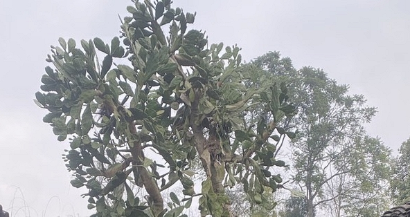 Hình dạng cây xương rồng sống 4 thập kỷ khiến 1 triệu người tò mò