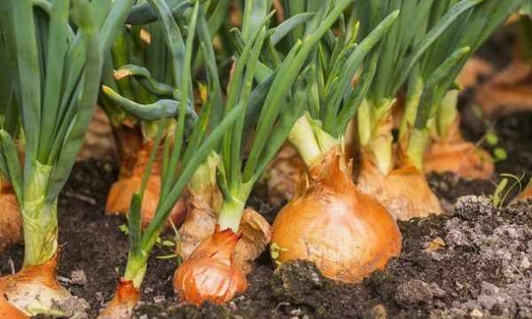 Được ví như “linh chi của các loại rau”, hành tây có gì đặc biệt mà chỉ cần ăn một ít đã giúp làm ấm cơ thể?