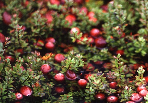 Ung thư rất “sợ” loại quả này, giàu chất chống oxy hóa mạnh mẽ: Nhiều người Việt biết mà chưa hay ăn