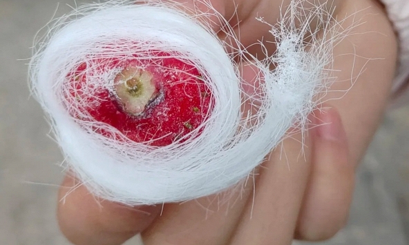 Ở vùng này có món kẹo tơ sen lạ lùng: Hóa ra lại là thức quà tuổi thơ lớn cùng bao người dân Việt!