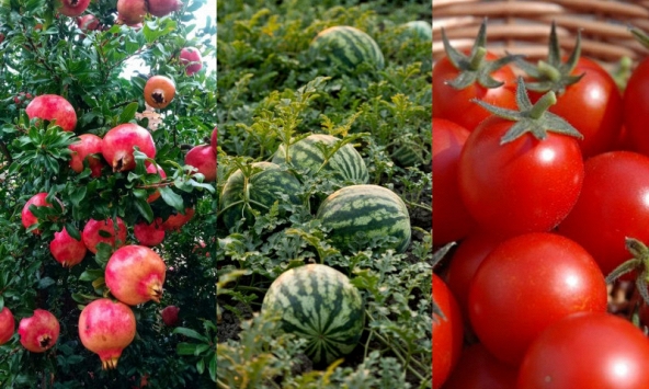 Trắc nghiệm tuần mới: Chọn 1 loại quả bạn thích nhất để nhận thông điệp may mắn từ vũ trụ