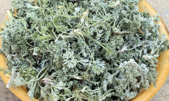 Bắt được 'báu vật' mùa xuân mọc đầy rải rác: Đem làm món hấp ngọt mềm tơi xốp, nhà nội nhà ngoại gắp không ngừng đũa