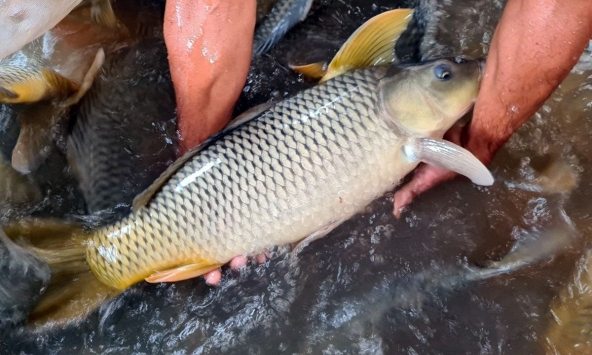 Mẹo xương máu phân biệt cá tươi và cá ươn, người bán 'cậy mồm' cũng không nói