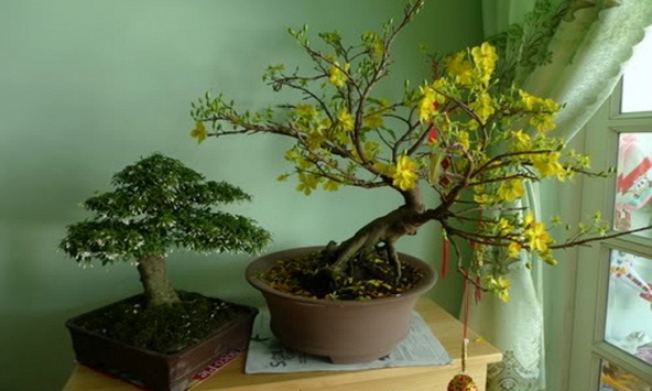 Cảnh báo đặc biệt tới các gia đình vẫn đang bày hoa từ Tết và ngày Rằm