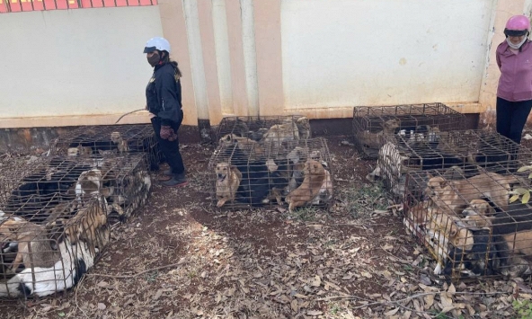 Công an tạm giữ gần 70 con chó trong vụ trộm gây bức xúc: Ai bị mất chó thời gian gần đây nhanh chóng đến nhận dạng