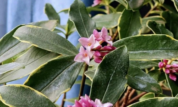 3 loài hoa dễ trồng, chạm đất là sống: Vài năm sau thân còn hóa gỗ, dáng đẹp như bonsai tiền triệu